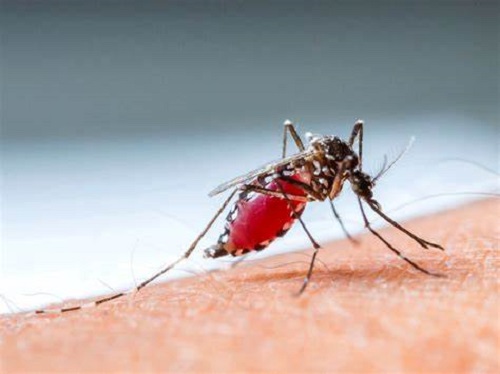 Muỗi có thể không chỉ mang một loại virus Dengue mà còn các virus khác